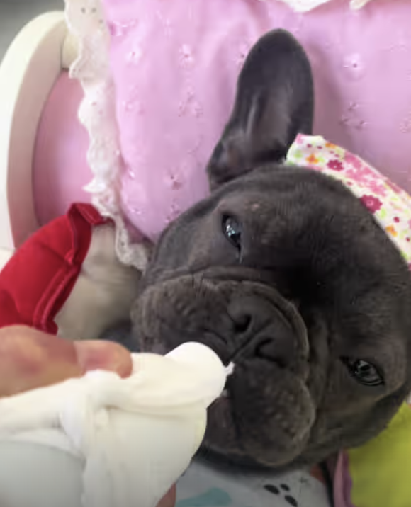 Frenchie Bedtime Story !